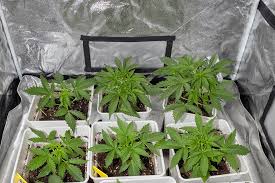 Discover Your Perfect Strain Cannabis Seeds Prince Edward Island Discover Your Perfect Strain Cannabis Seeds Prince Edward Island