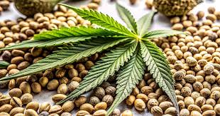 Discover Your Perfect Strain Cannabis Seeds Prince Edward Island Discover Your Perfect Strain Cannabis Seeds Prince Edward Island